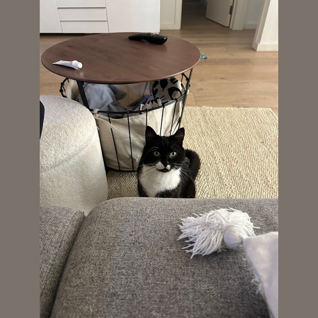 Photo of Big Best Baby Boy Bernard