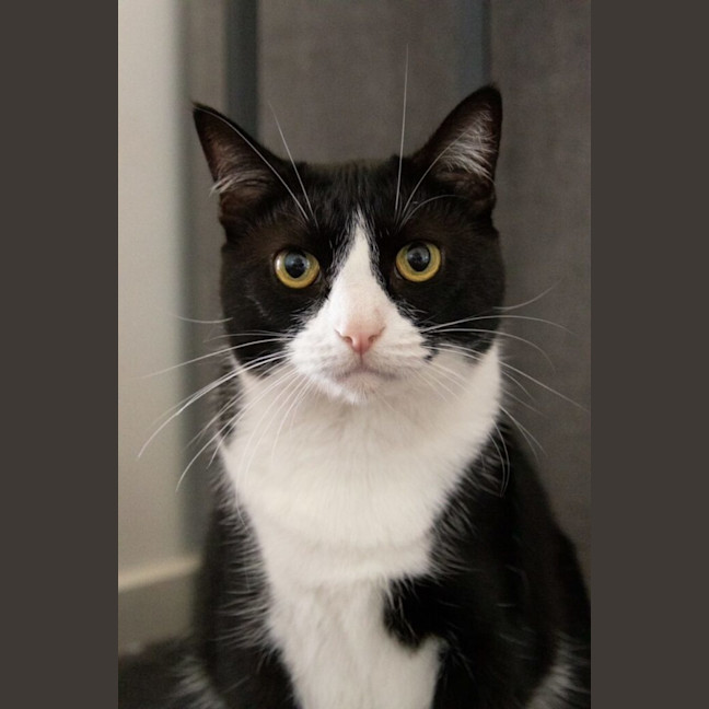 Photo of Brownie
