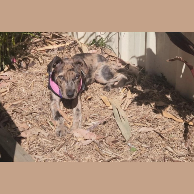 Photo of Cookie   13 Week Old Staffy X