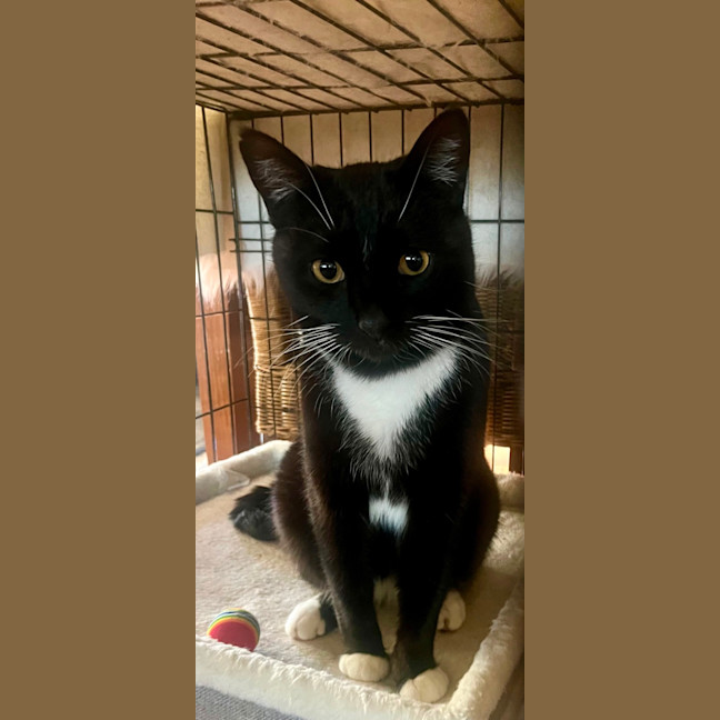 Photo of Sylvester