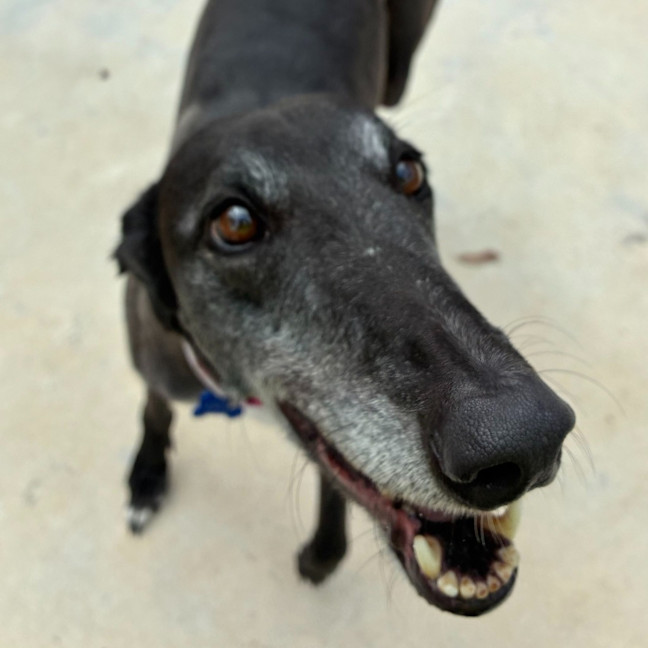 Photo of Angel The Greyhound