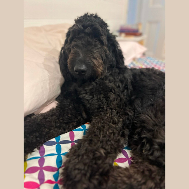 Photo of Ruby