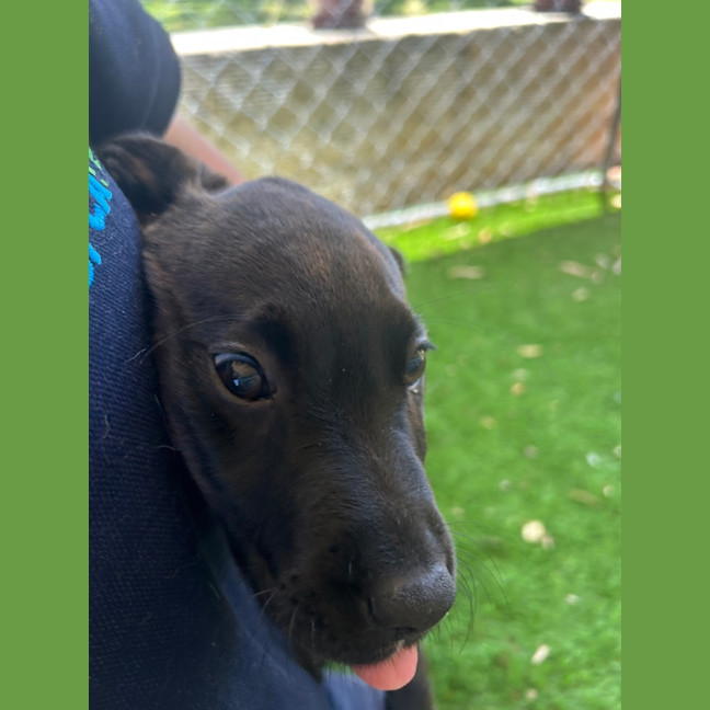 Photo of Pepper