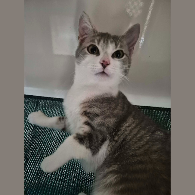 Photo of Sneezy