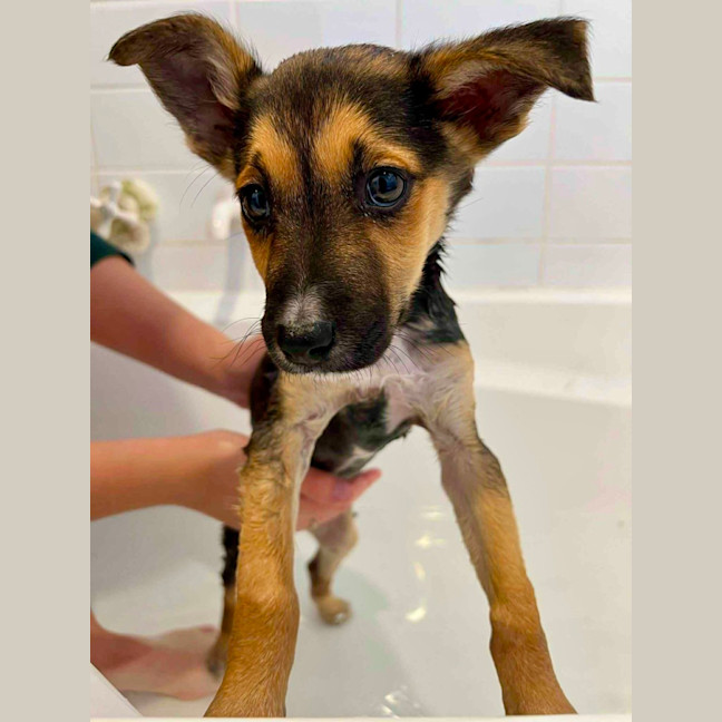 Photo of Minnie   9 Week Old Kelpie X Border Collie