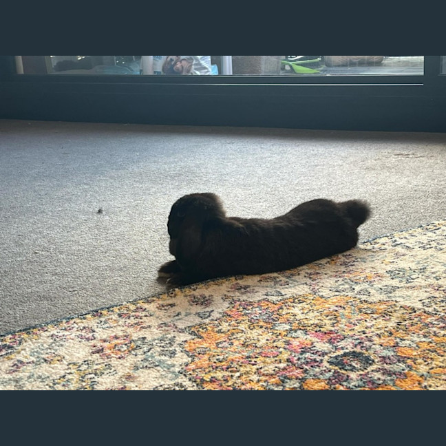 Photo of Smudge With Sooty