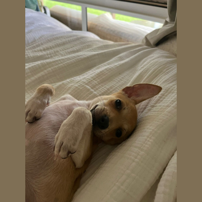 Photo of Django