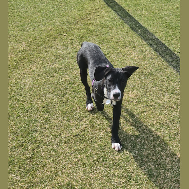Photo of Zelda 