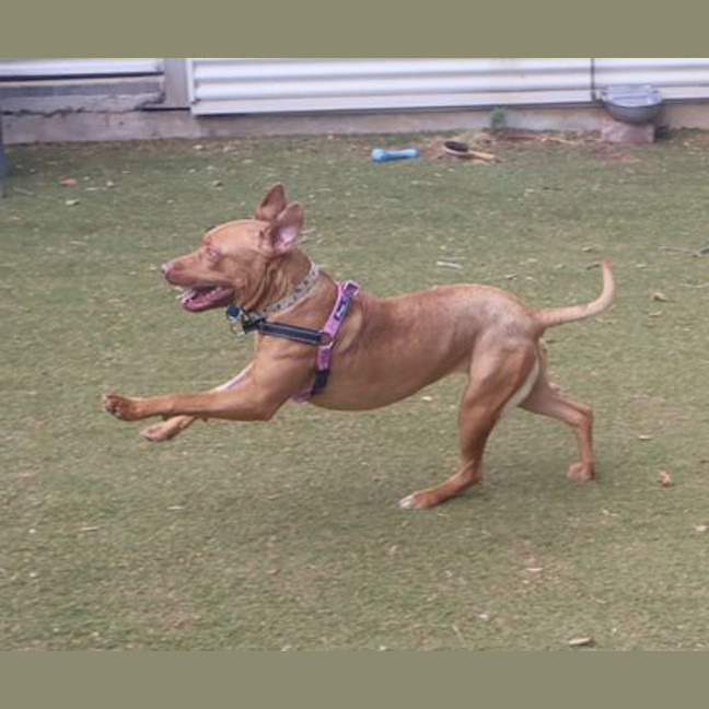 Photo of Marley
