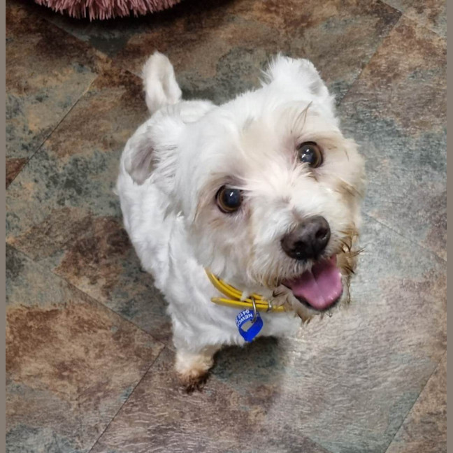 Photo of Pirate 🏴Shih Tzu, 9yo (Adopted 5/8/24)