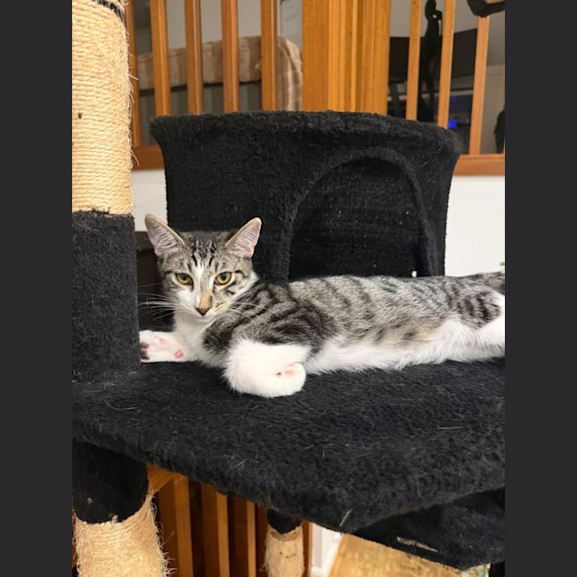 Photo of Pixel