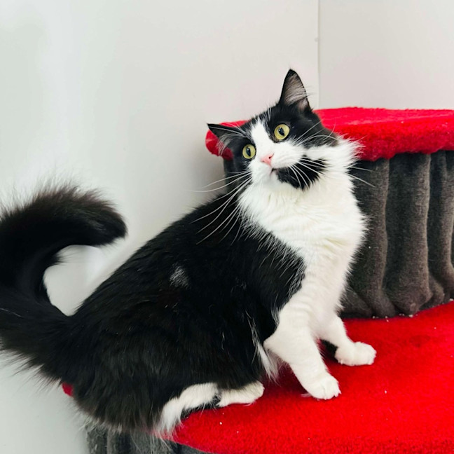 Photo of Merlin   Located In Hawthorn East