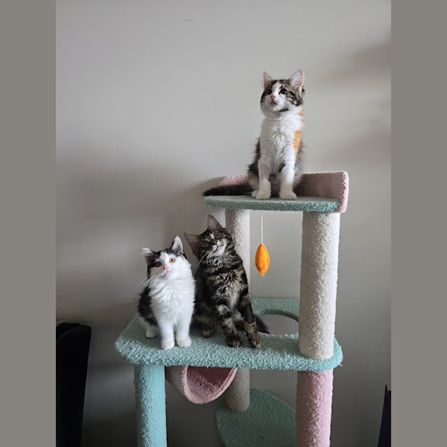 Photo of Sienna   Located In Wallan