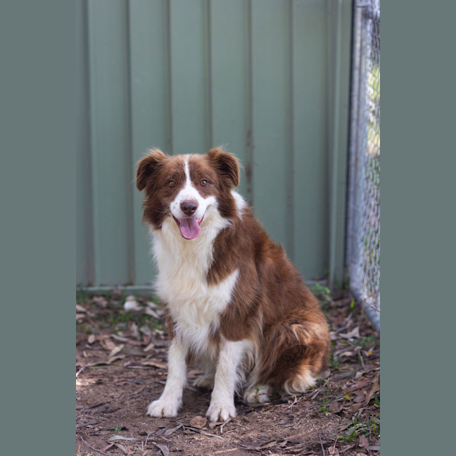 Photo of Rusty