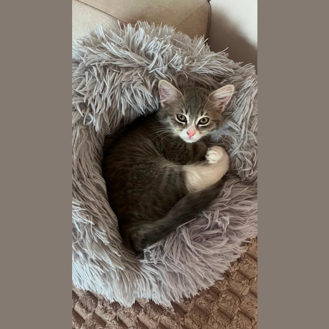 Photo of Cinder