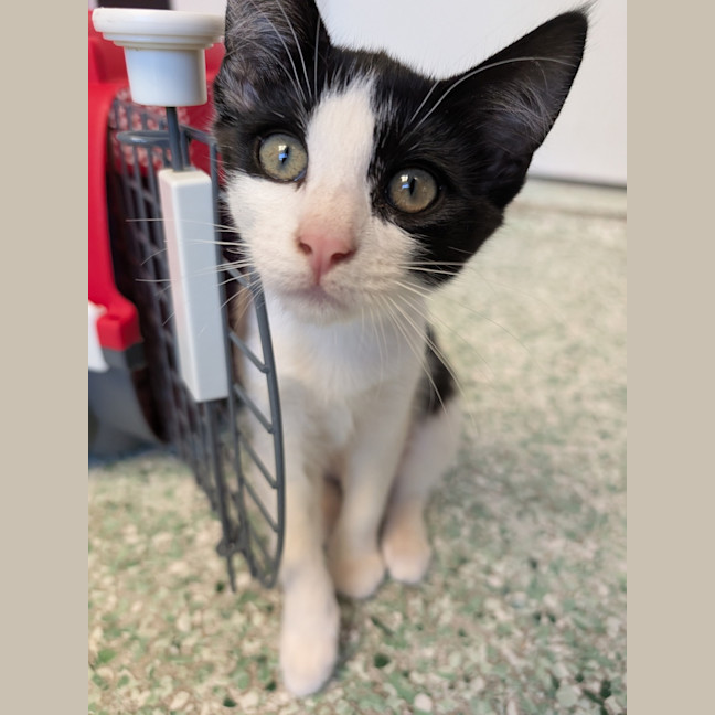 Photo of Nova