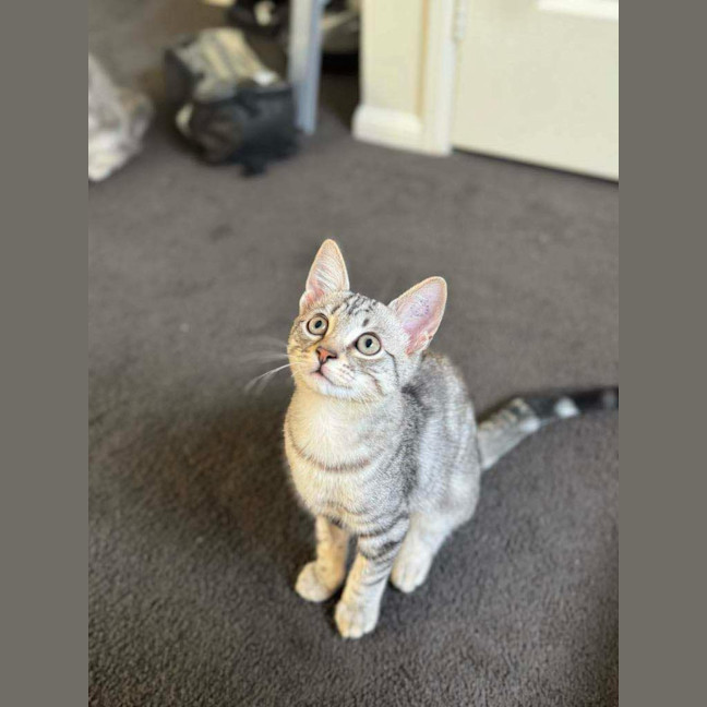 Photo of Maxi Meet Me@Petstock Keysborough Store