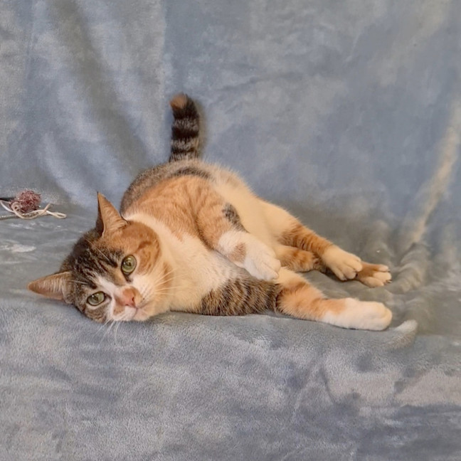 Photo of Cookie