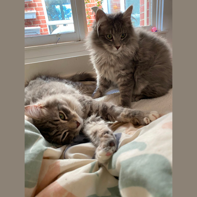 Photo of Chilli & Campbell