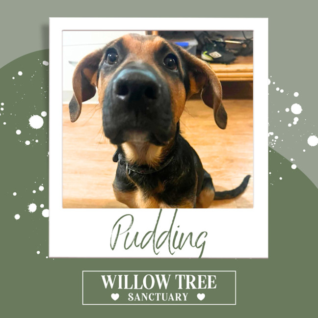 Photo of Pudding 