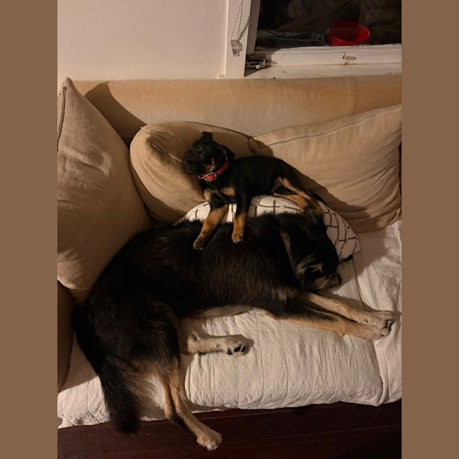 Photo of Hank