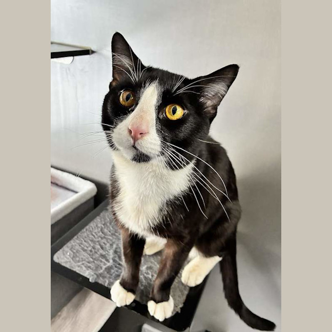 Photo of Puss