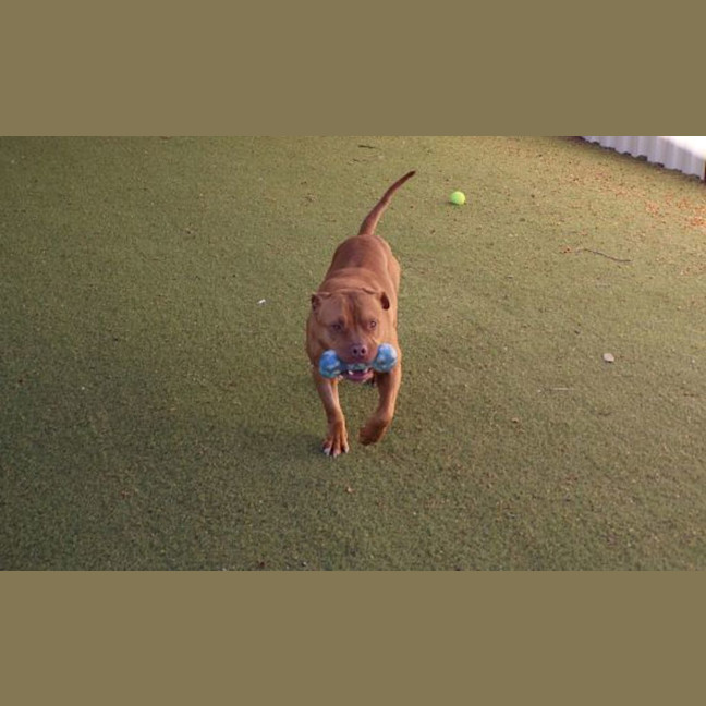 Photo of Woody