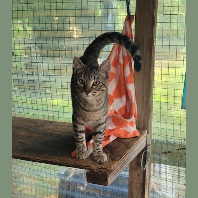 Photo of Apollo