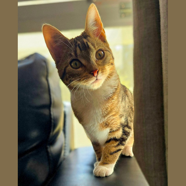 Photo of Pippi