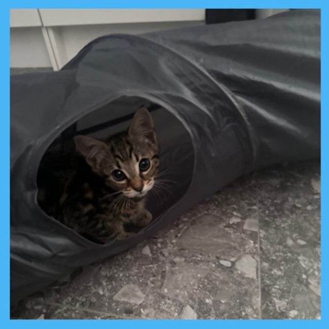 Photo of Bagel