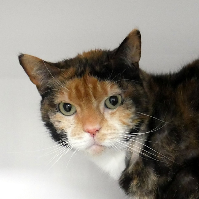 Photo of Sox Rstk004813