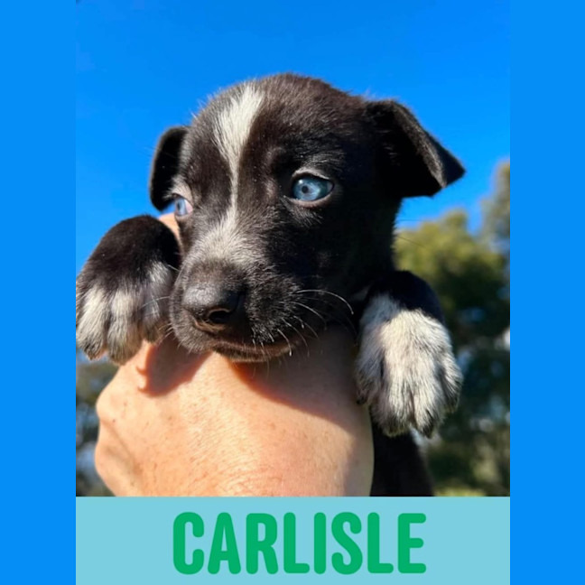 Photo of Carlisle