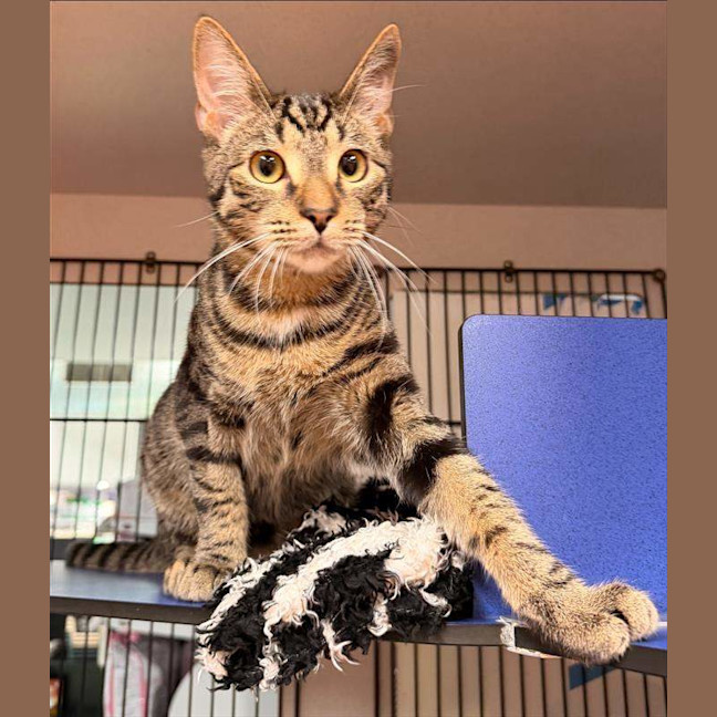 Photo of Laces