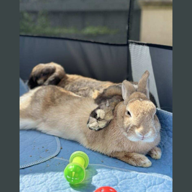 Photo of Stella & Thumper