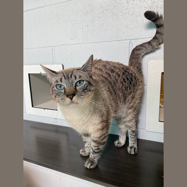 Photo of Kovu