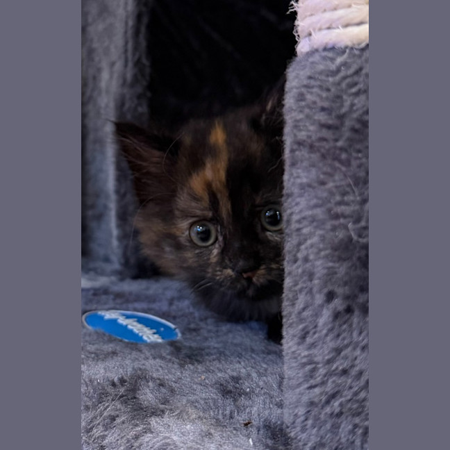 Photo of Muffin