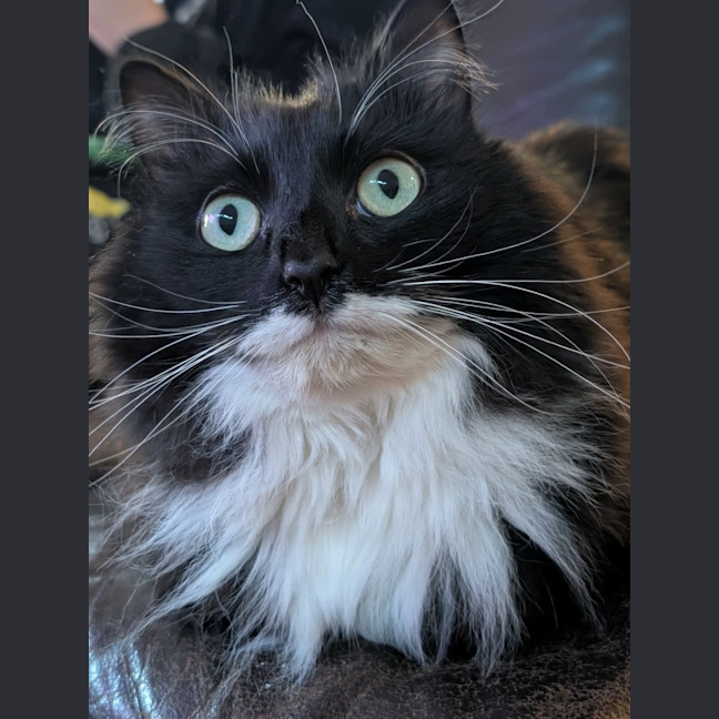 Photo of Cloudy And Midnight