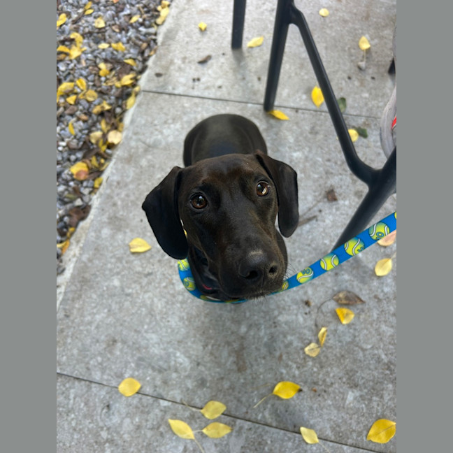 Photo of Roxy