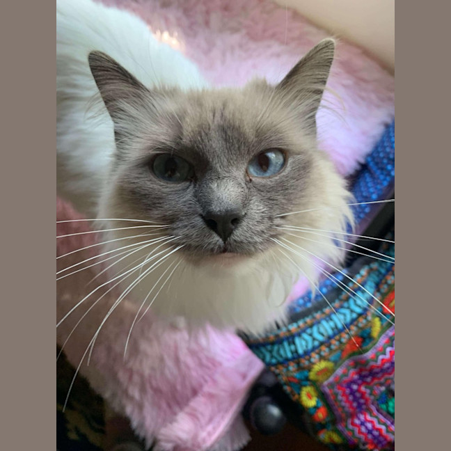 Photo of Mish (Ragdoll)