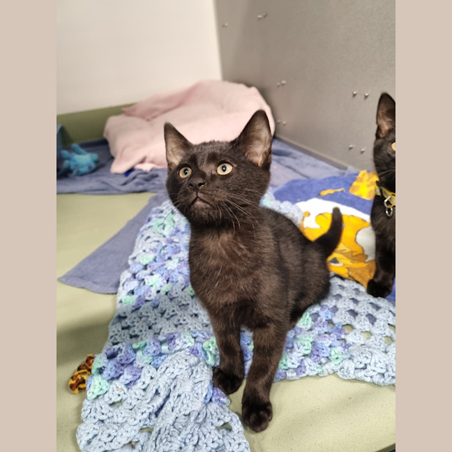 Photo of Cinder 