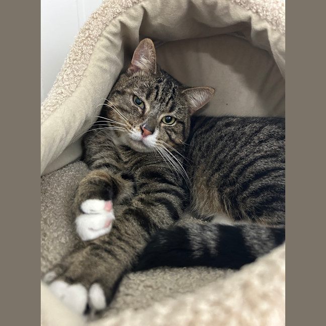 Photo of Louie