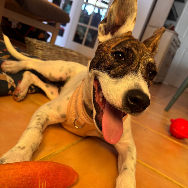 Photo of Missy
