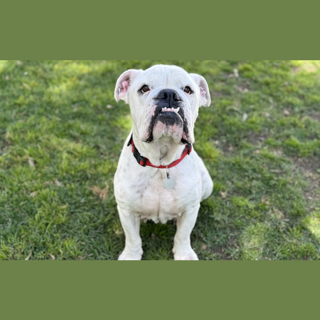 Photo of Meatball
