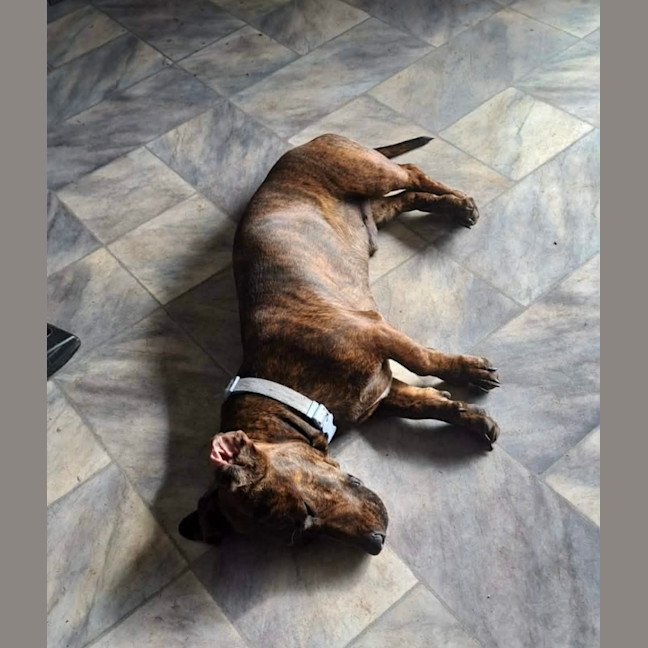 Photo of Fritz