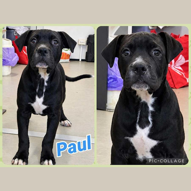 Photo of Paul