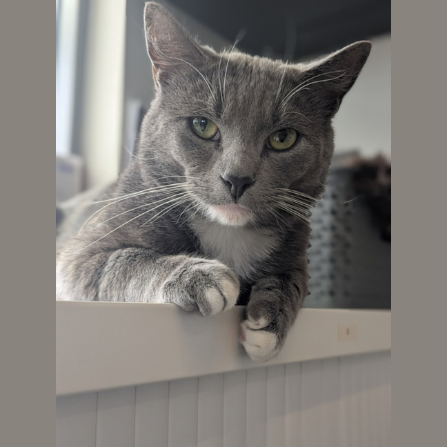 Photo of ♟ Astin 5530 ♟