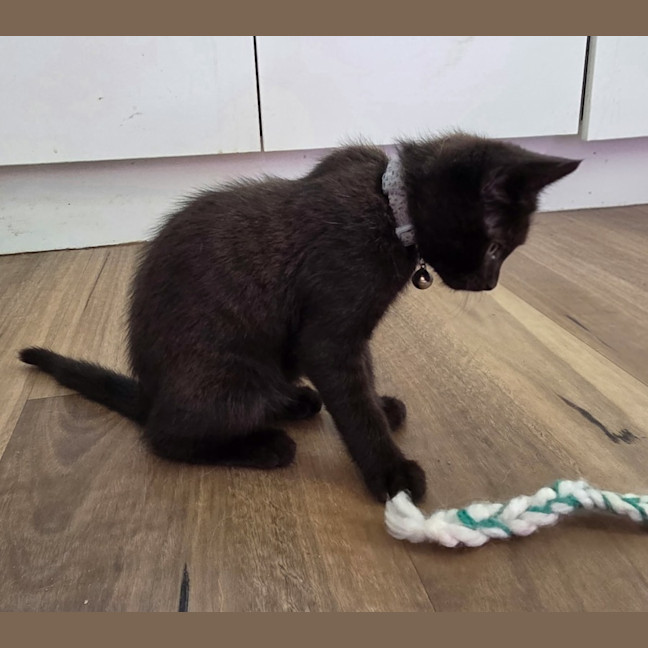 Photo of Seed * 9 Lives Project Rescue*