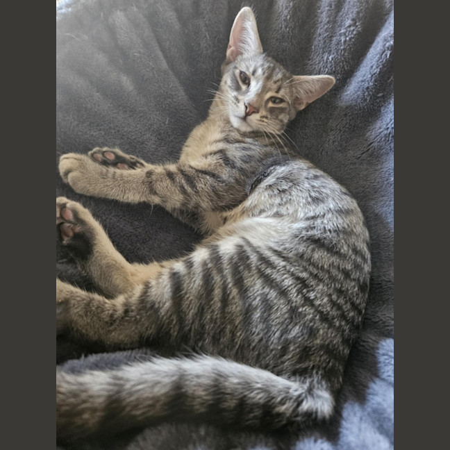 Photo of Clooney ** 2nd Chance Cat Rescue**