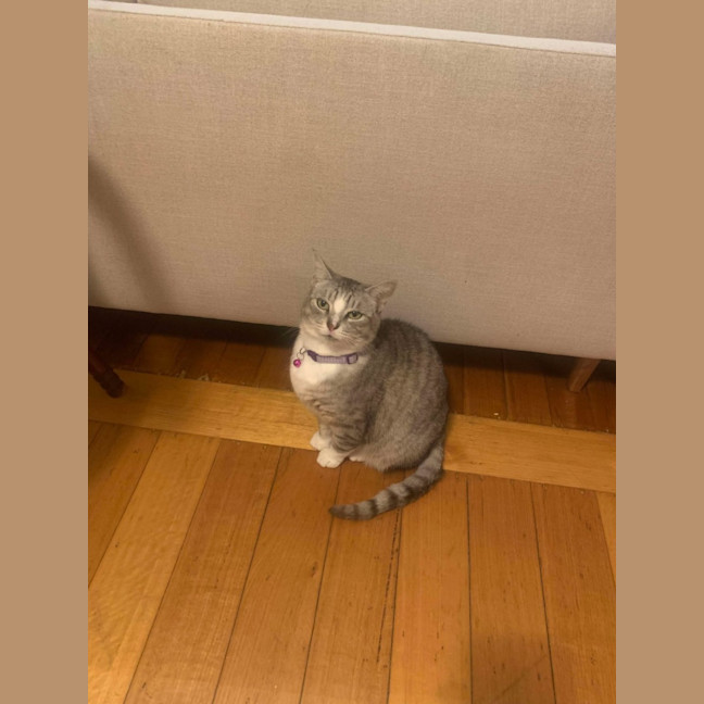 Photo of 💜 Totto 💜