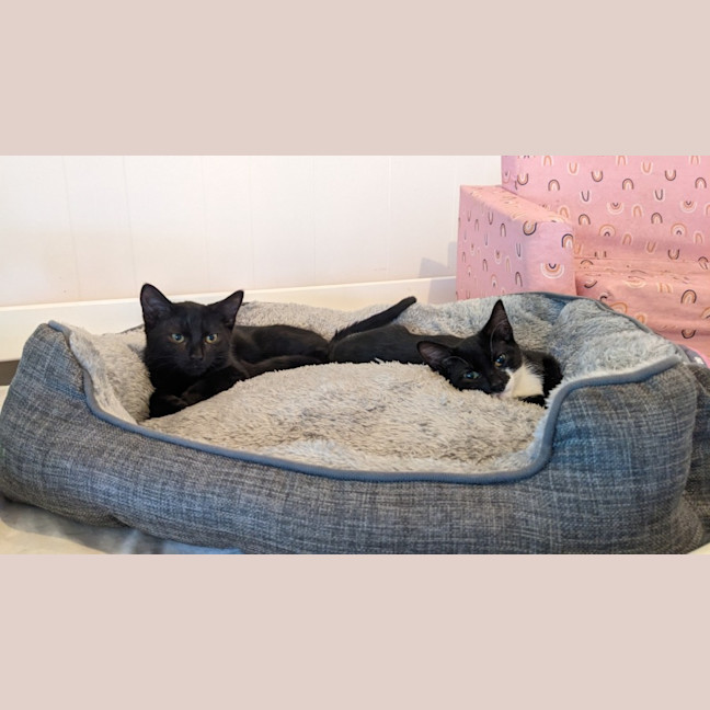 Photo of Kiki (With Nemo)